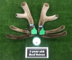 Lot 4 2019 winner 3yr red velvet HB plus Champion of Champions - 3rd NI 3yr red velvet 2019
