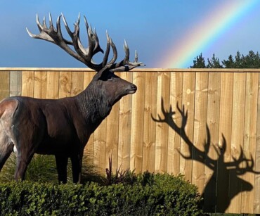 Forest Road Farm - NZ Red Deer